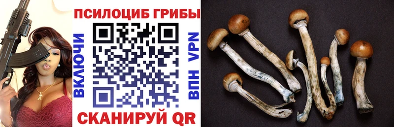 Псилоцибиновые грибы мицелий  Верея 